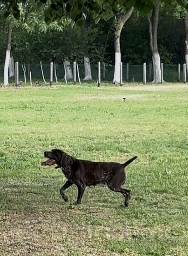 Nemački kratkodlaki ptičar ženka - NKD