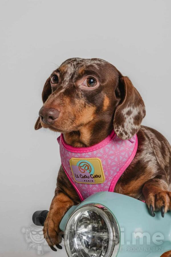 Jazavičar prelepi štenci