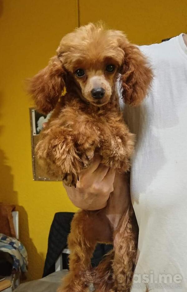 Crvena pudla odrasla