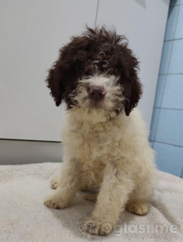 Lagoto romanjolo stenci