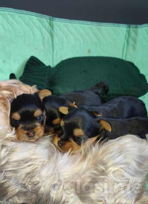 Prodaja muških i ženskih jorky štenaca