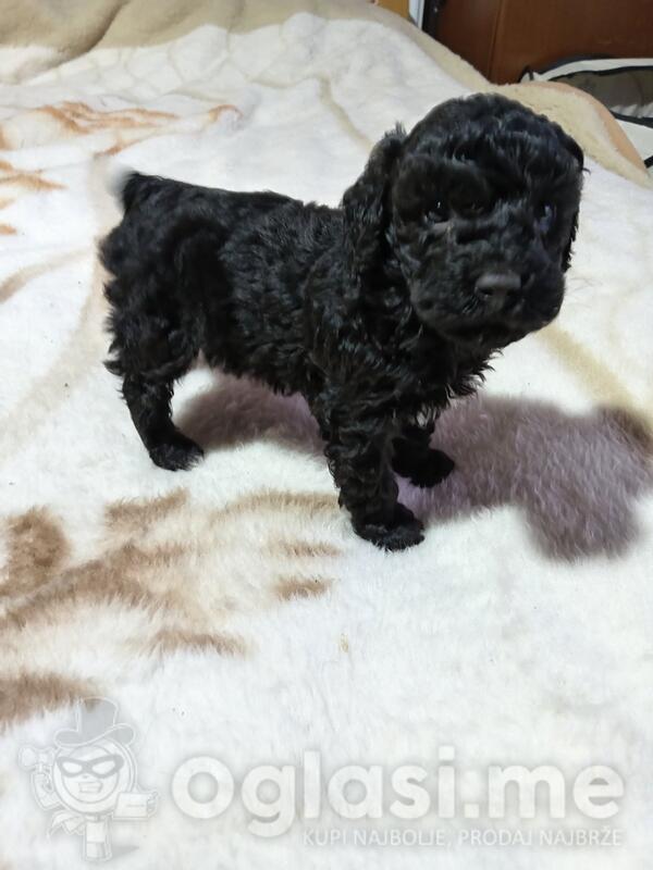 Patuljasta pudla zenka trazi novog vlasnika 0631803590 