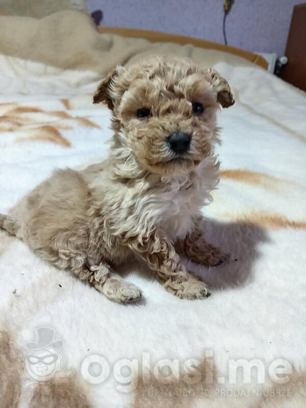 Toy pudla zenka trazi novog vlasnika 0631803590 