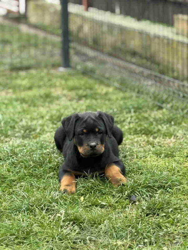 Na prodaju štenad Rottweilera vrhunskog porekla 