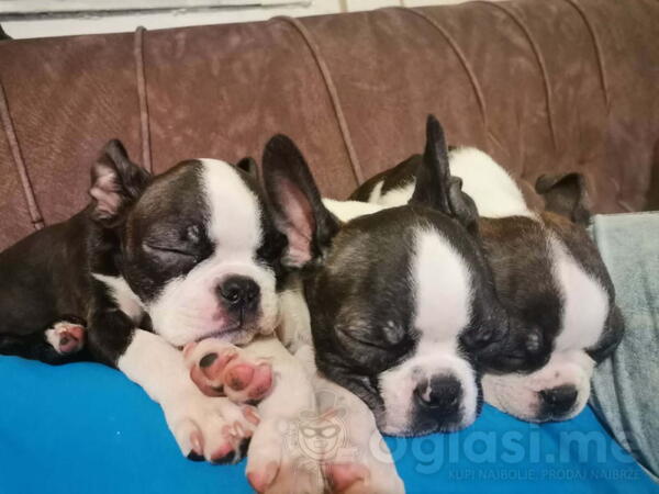 Boston terijer dve devojčice I tri dečaka 