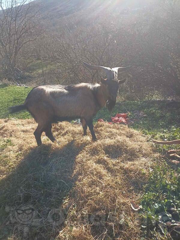 Prodajem uskopljenog jarca