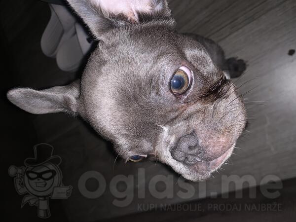 Francuski buldog