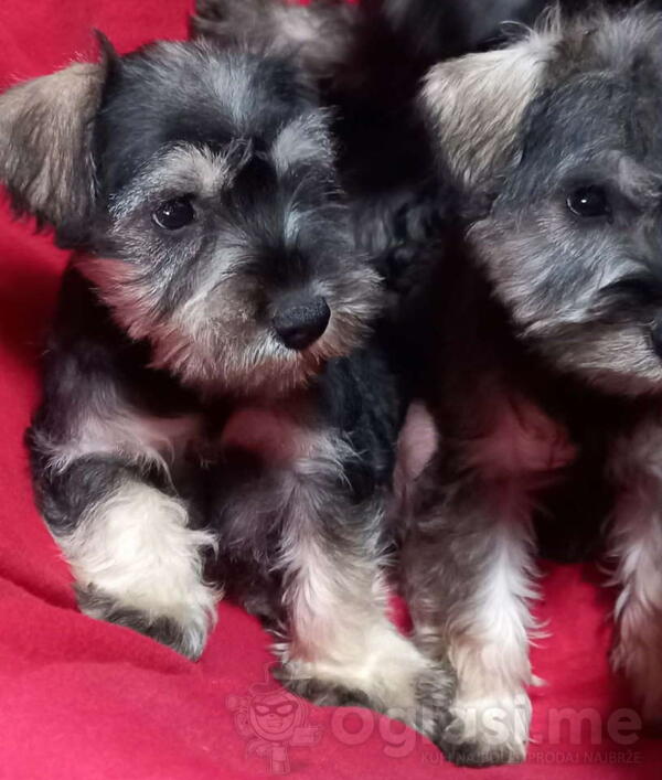 Štenci patuljastog šnaucera 