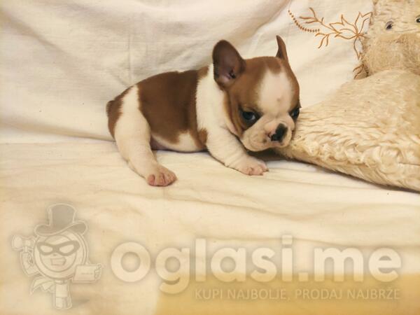 Francuski buldog