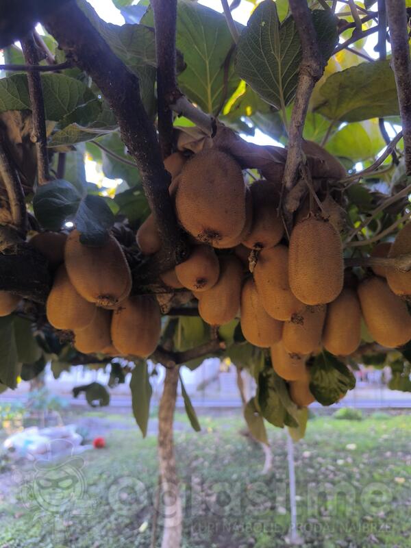 Domaci neprskan kivi