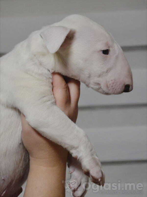 Bulterijer vrhunski štenci  