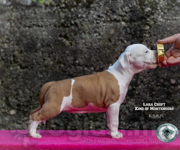 Američki Staford štene