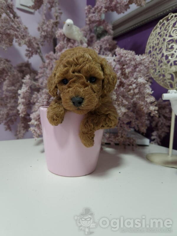 Toy pudle maleni mečići spremni za preuzimanje