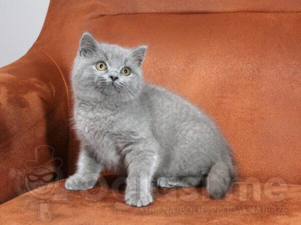 Britanski kratkodlaki mačići 