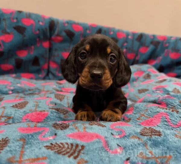 Patuljasti jazavicar