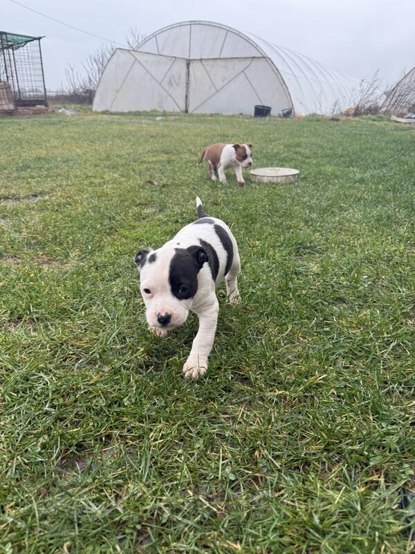 Stene staforda na prodaju ostala jos jedna zenka 