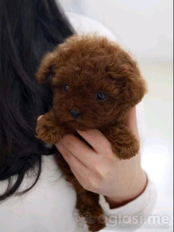 Najmanje pudle, od najlepsih roditelja u Evropi 