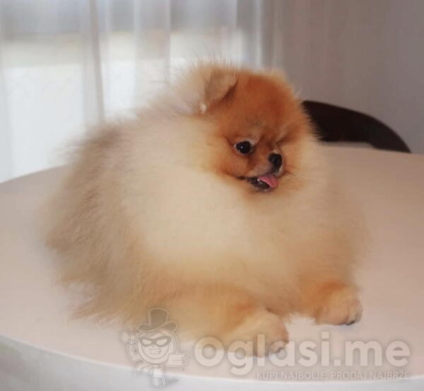 Najlepsi Pomeranci Boo  