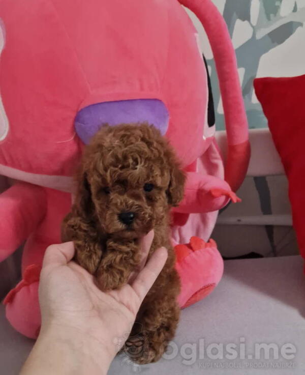 Prodajem preslatke toy pudlice 