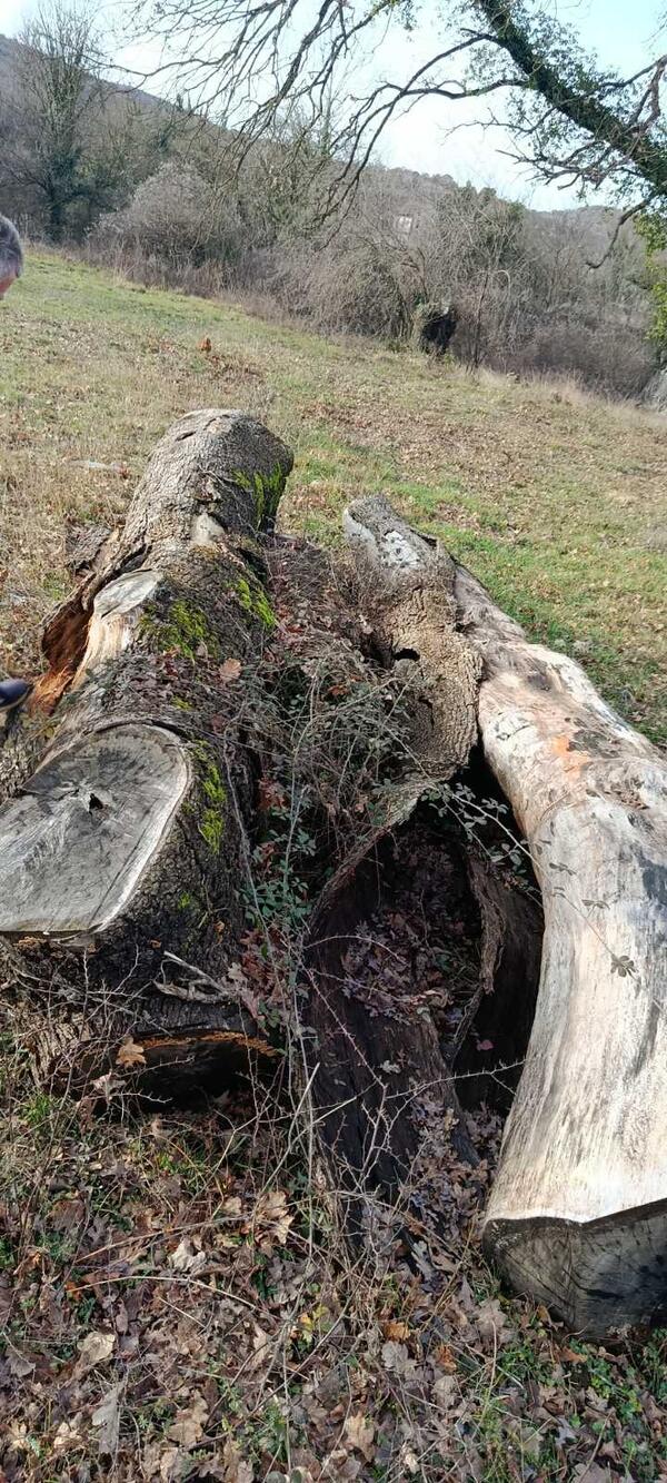 Prodajem debla hrasta, kubik 350e.