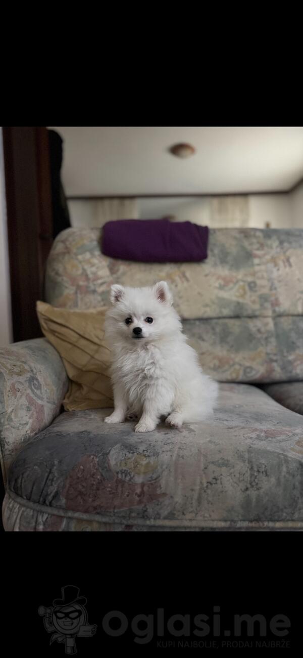 Patuljasti nemački špic