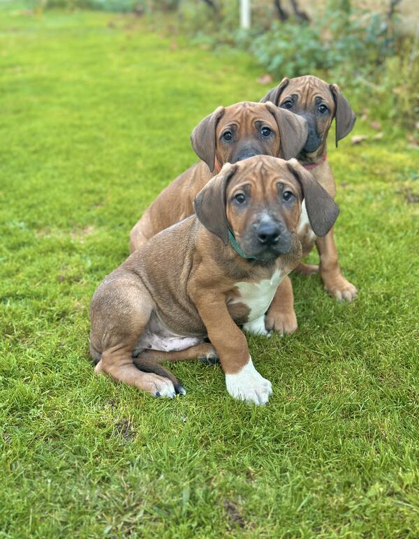 Prodajem štence ridžbega