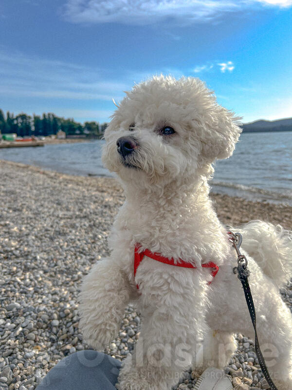 Traži se ženka za parenje - kovrdžavi patuljasti bišon (bez papira) - Tivat