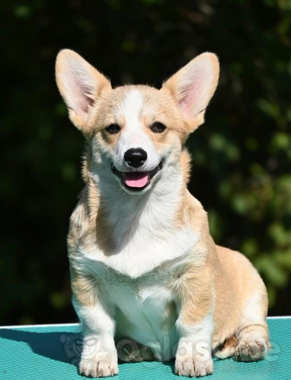 Velški korgi/Welsh Corgi Pembroke