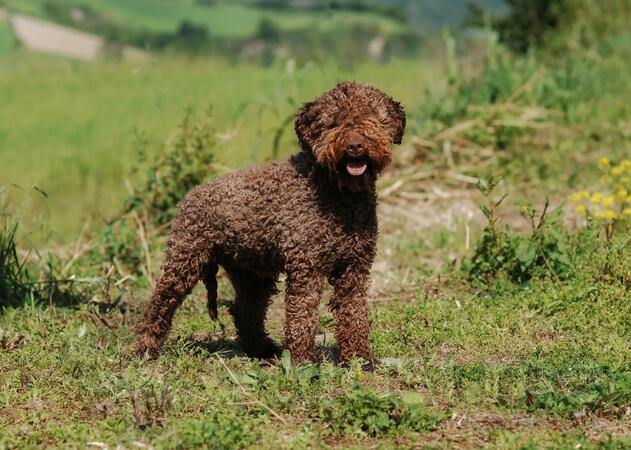 Kupujem Koker španijela ili Lagotto Romagnolo