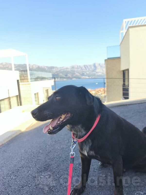 Dog walking in Budva and Becici, calm and active walks, 10 € per hour