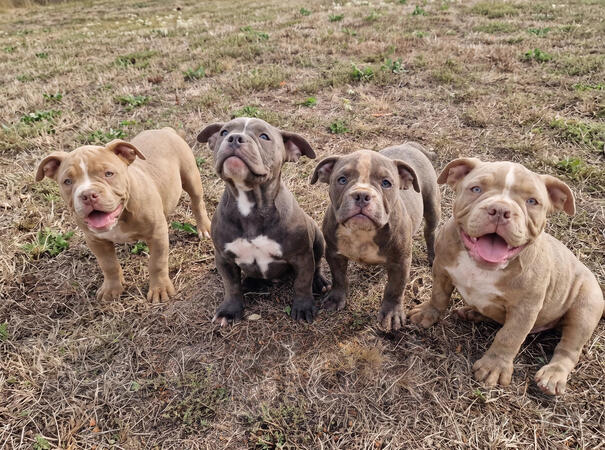 EXOTIC BULLY ŠTENCI