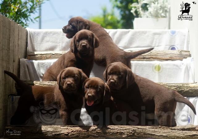 Čokoladni Labrador Retriver štenci  