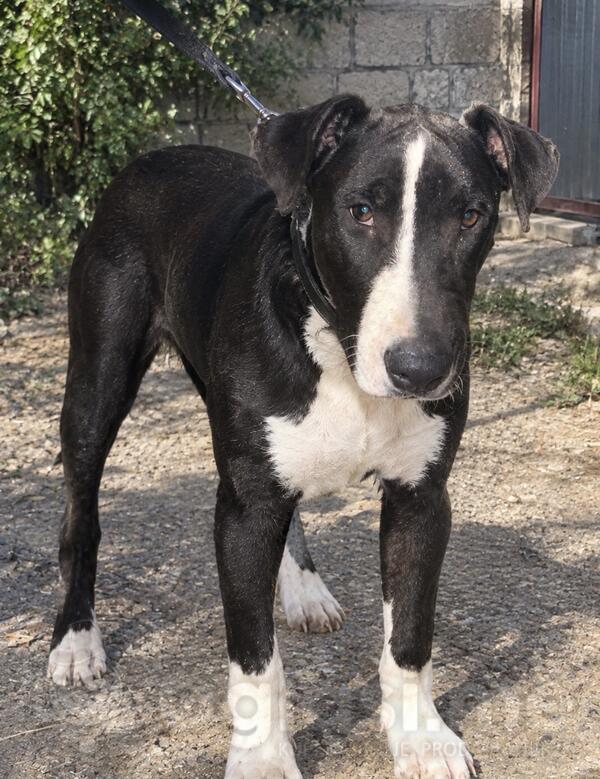 Bull Terrier i American bully XL mix