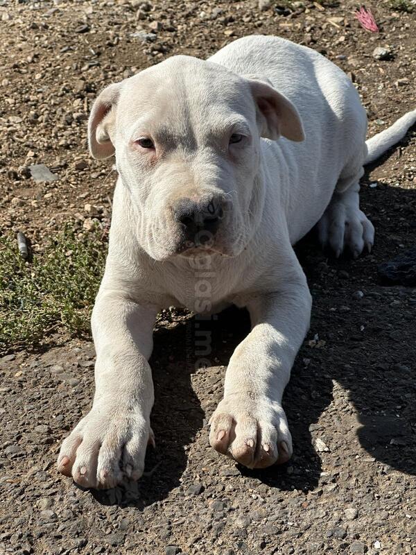 Prodajem štenad dogo argentino