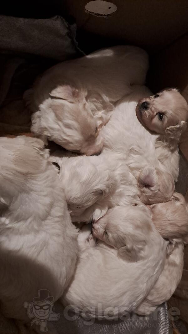 prodajem stence mjesance coton de tulear i francuska pudlica