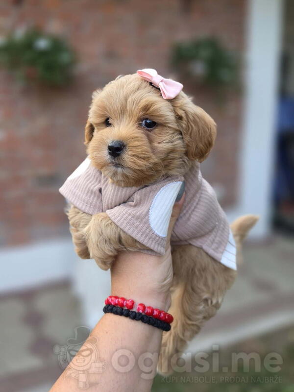 Maltipoo nove bebe