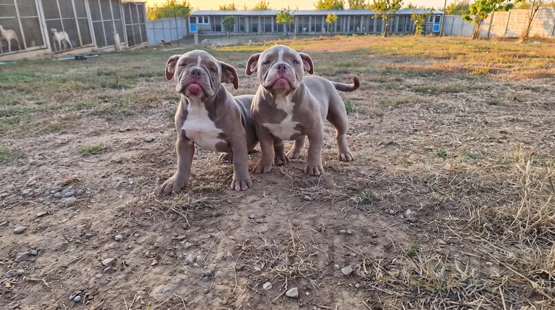 Exotik bully 