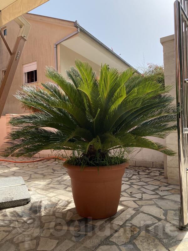 Prodajem 2 Cikas palme