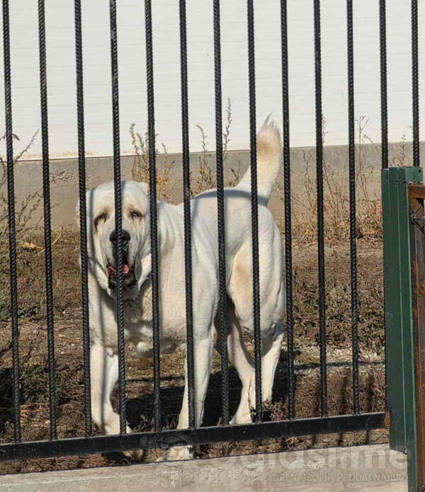 Vrhunski A Z I J A T za parenje Azijat 3 godine