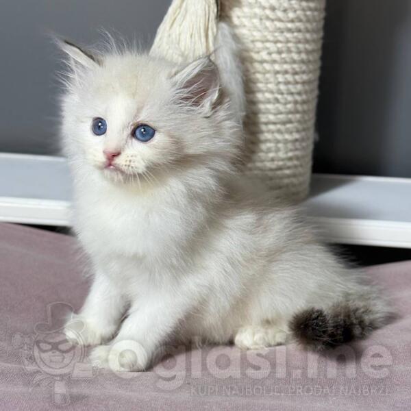 Ragdoll mačići