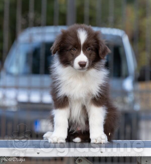 Border Collie štenci