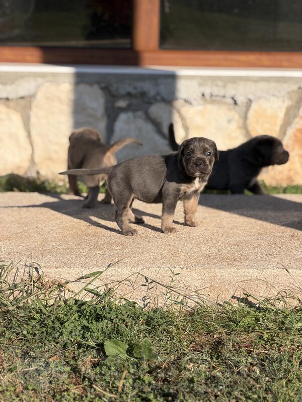 Cane Corso