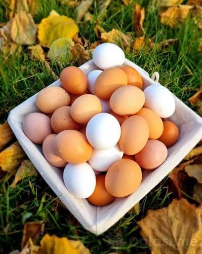 prodajem domaca JAJA