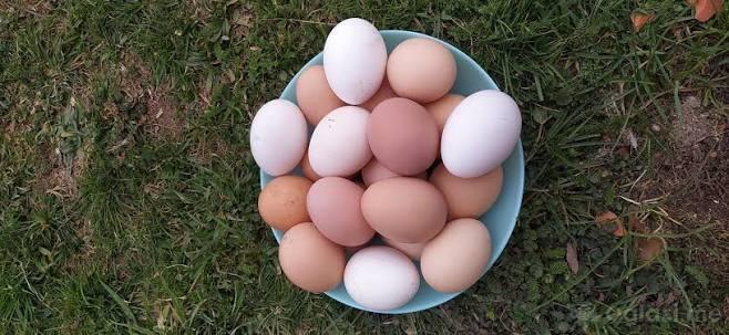 prodajem domaca JAJA