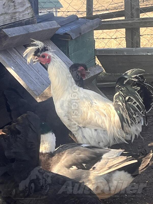 Prodajem pijetla Sandžački Pjevač 