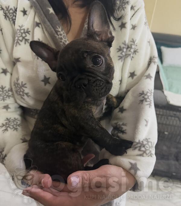 Francuski buldog