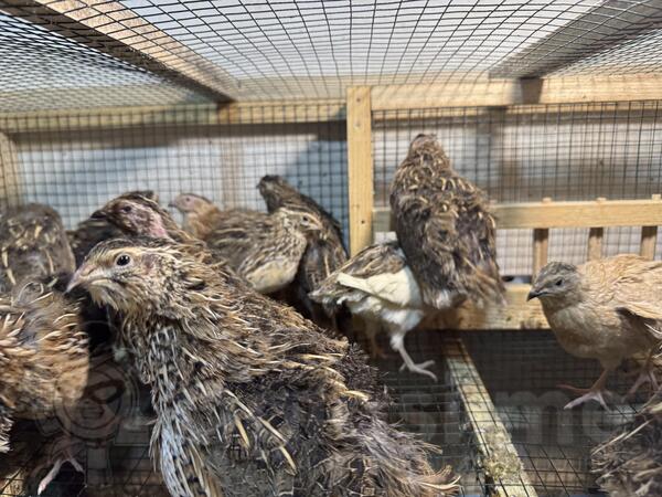 Prodajem japanske prepelice