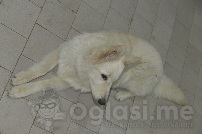 Beli švajcarski ovčar, mladi mužjak  -  8 meseca