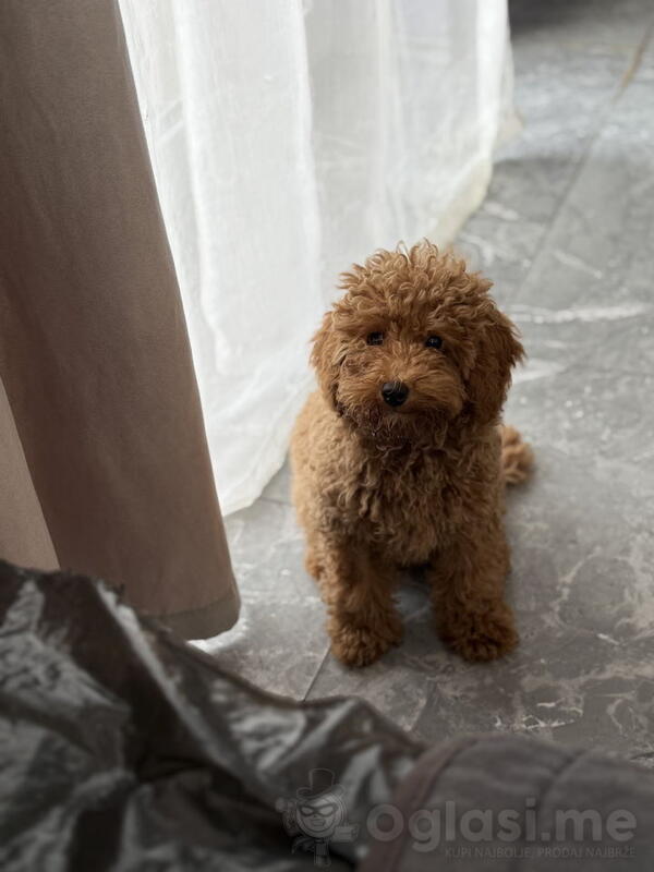 Dostupan muzijak mini pudlice u aprikot boji