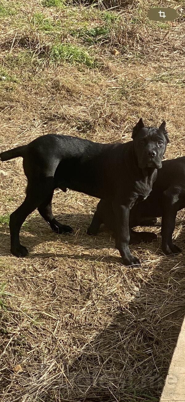 Cane corso 